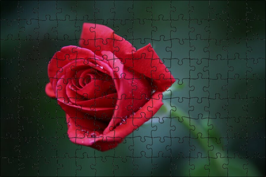 Магнитный пазл "Красная бархатная роза, цветок, цветущий" на холодильник 27 x 18 см.