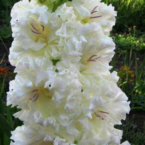 Гладиолус Тарантелла 1шт