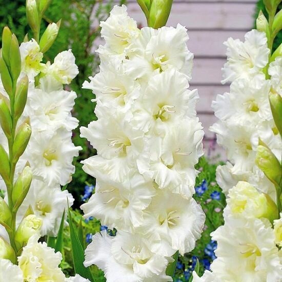 Гладиолус Мурманск 1шт