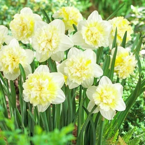 Нарцисс Айс Кинг 8шт.