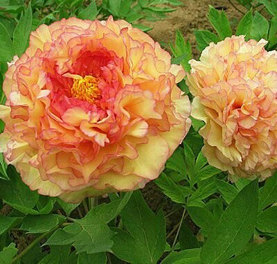 Пион Кинко (Золотая Россыпь) 1шт