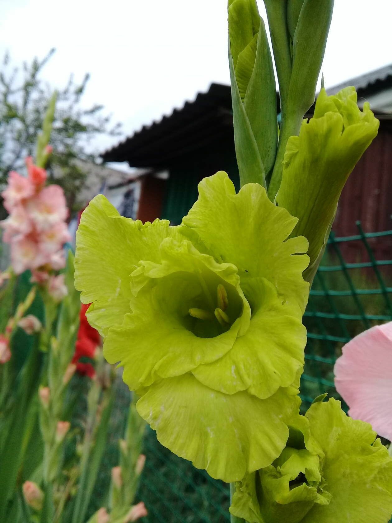 Гладиолус Грин Стар 1 шт