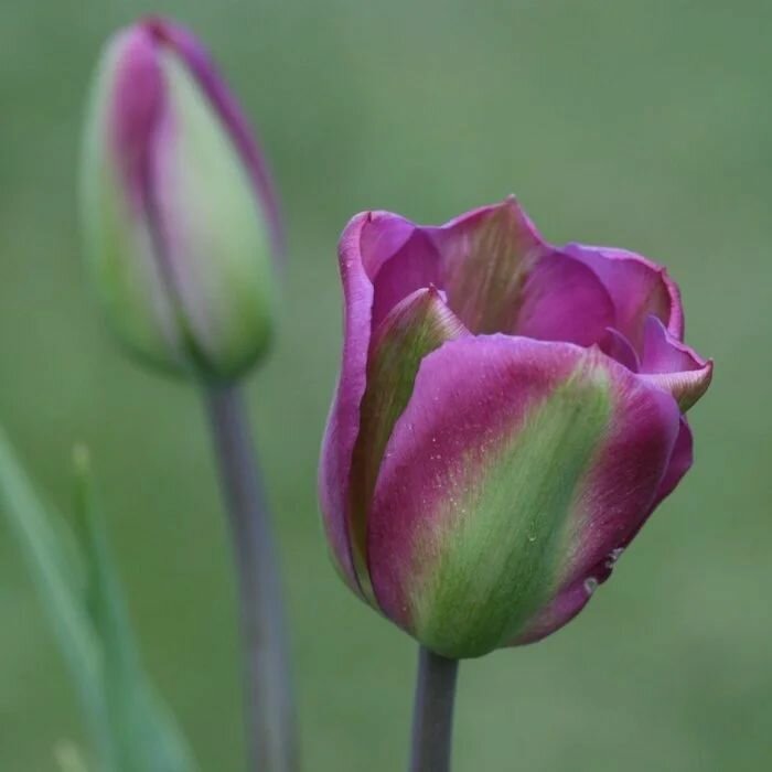 Тюльпан Вайолет Берд 5 шт.