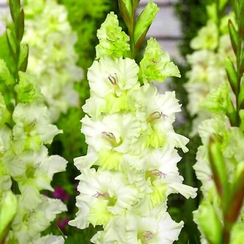 Гладиолус Гыдан 1 шт