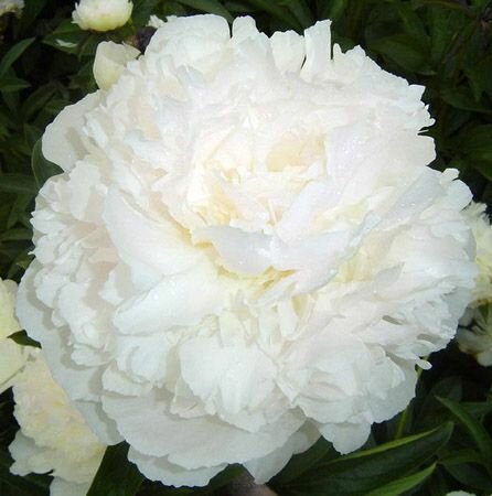 Пион Уайт Сара Бернар 1 шт