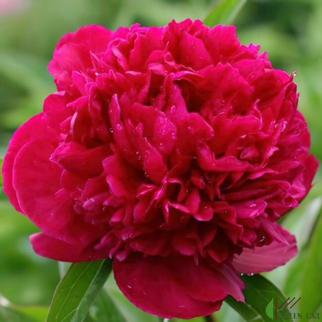 Пион Ред Сара Бернар 1 шт