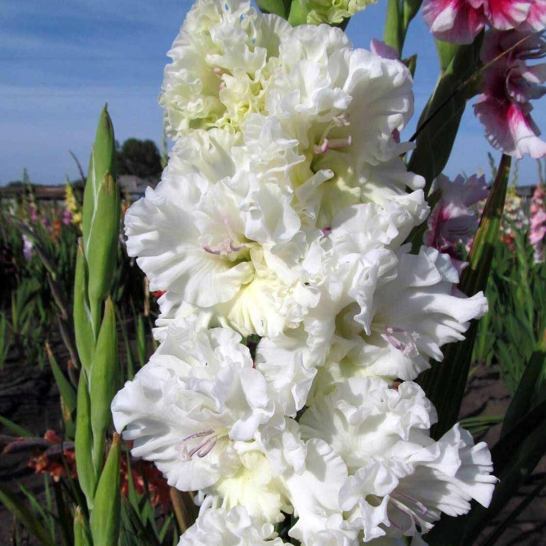 Гладиолус Октопус 1шт