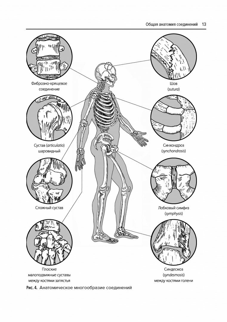 Анатомия соединений (Козлов Валентин Иванович) - фото №13