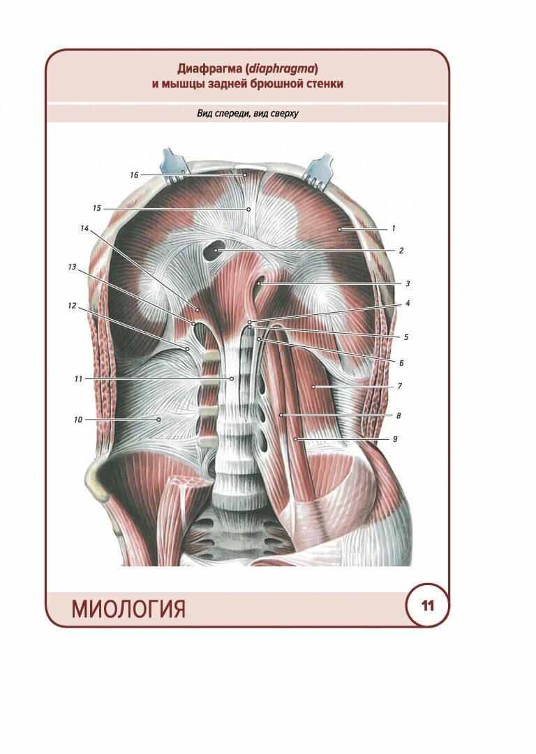 Анатомия человека. Карточки. Миология - фото №11