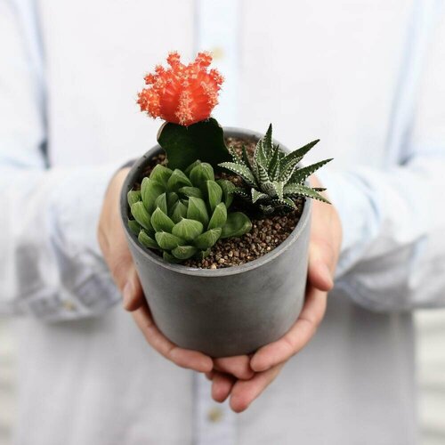 Микс суккуленты в бетонном кашпо