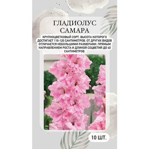 Гладиолус крупноцветковый Самара, луковицы многолетних цветов гладиолус самара 5шт