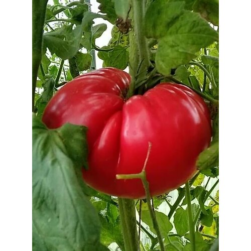 Коллекционные семена томата Гигант-5