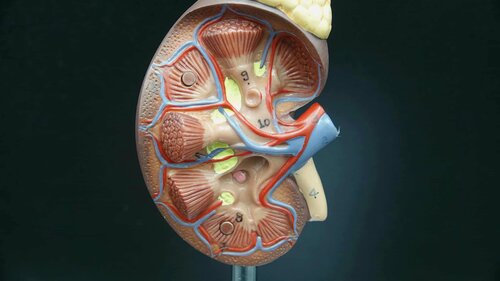 Изображение товара Модель Почка с надпочечником, детальный макет