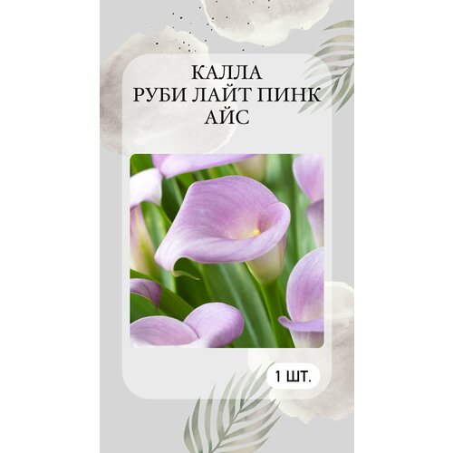 Каллы, луковичные растения, многолетние цветы лилия восточная примроуз хилл луковичные цветы и растения агрофирма поиск