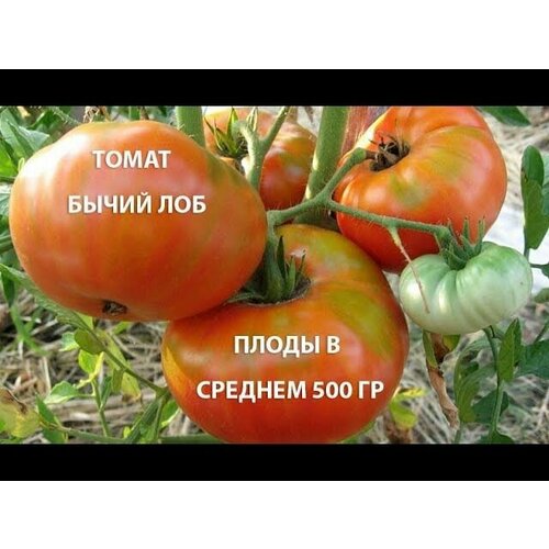 Коллекционные семена томата Бычий лоб