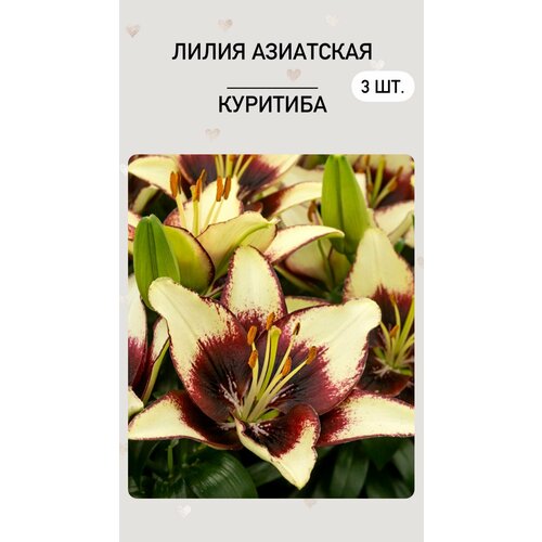 Лилия Куритиба, луковицы многолетних цветов лилия куритиба азиатская низкорослая