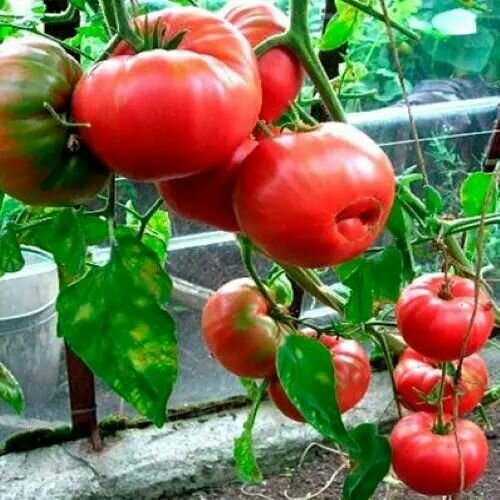 Коллекционные семена томата Бабушкин секрет
