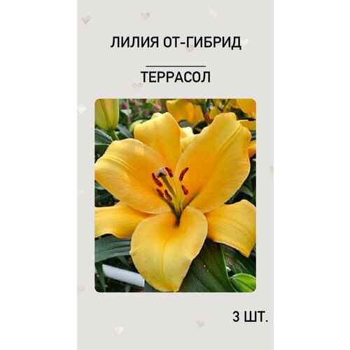Лилия Террасол, луковицы многолетних цветов