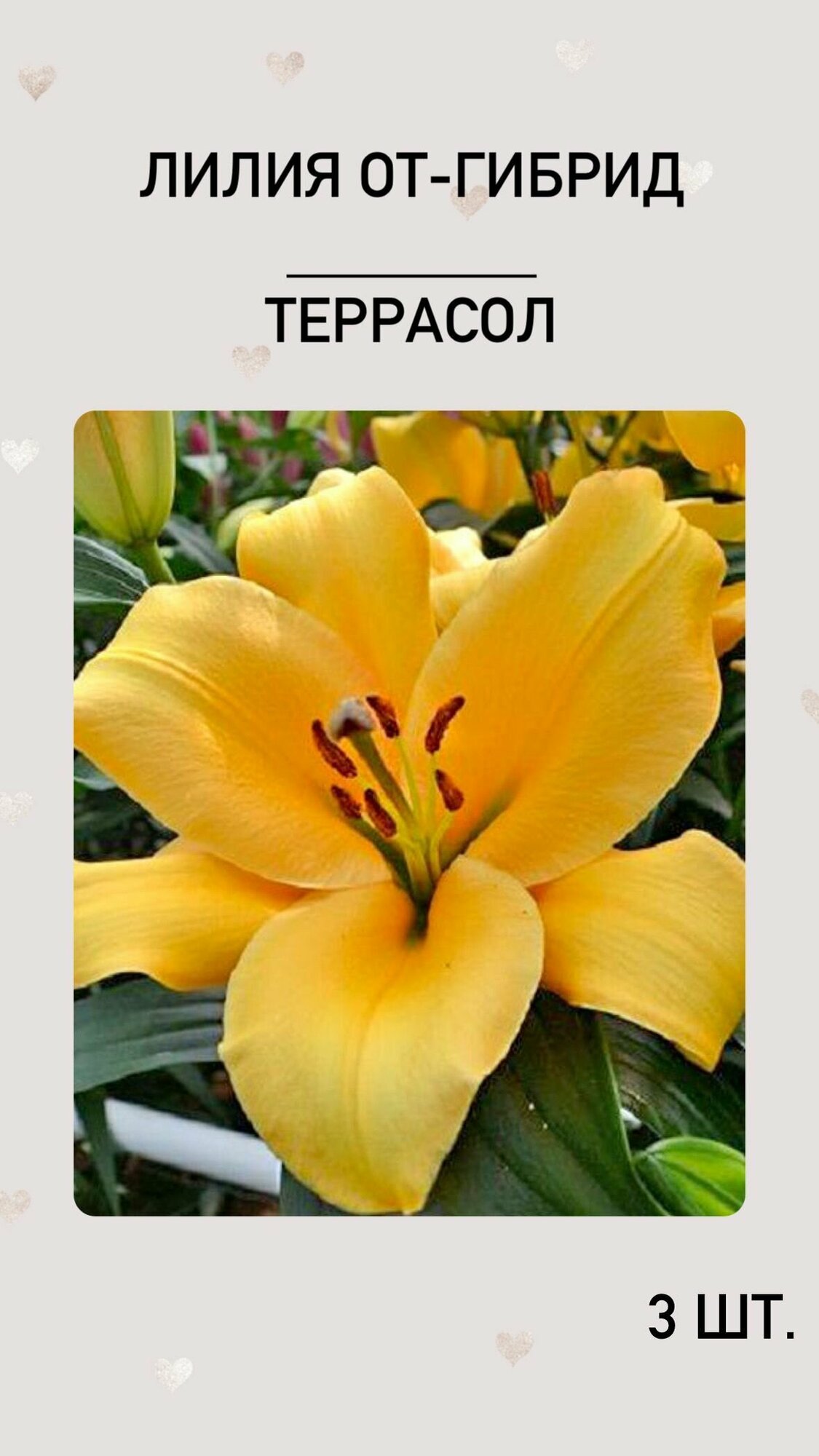 Лилия Террасол, луковицы многолетних цветов