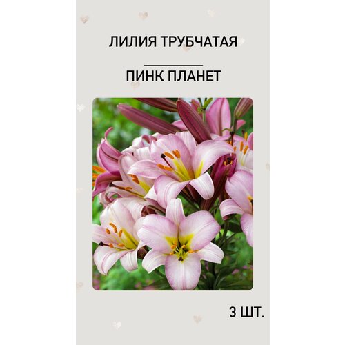 Лилия Пинк Планет, луковицы многолетних цветов