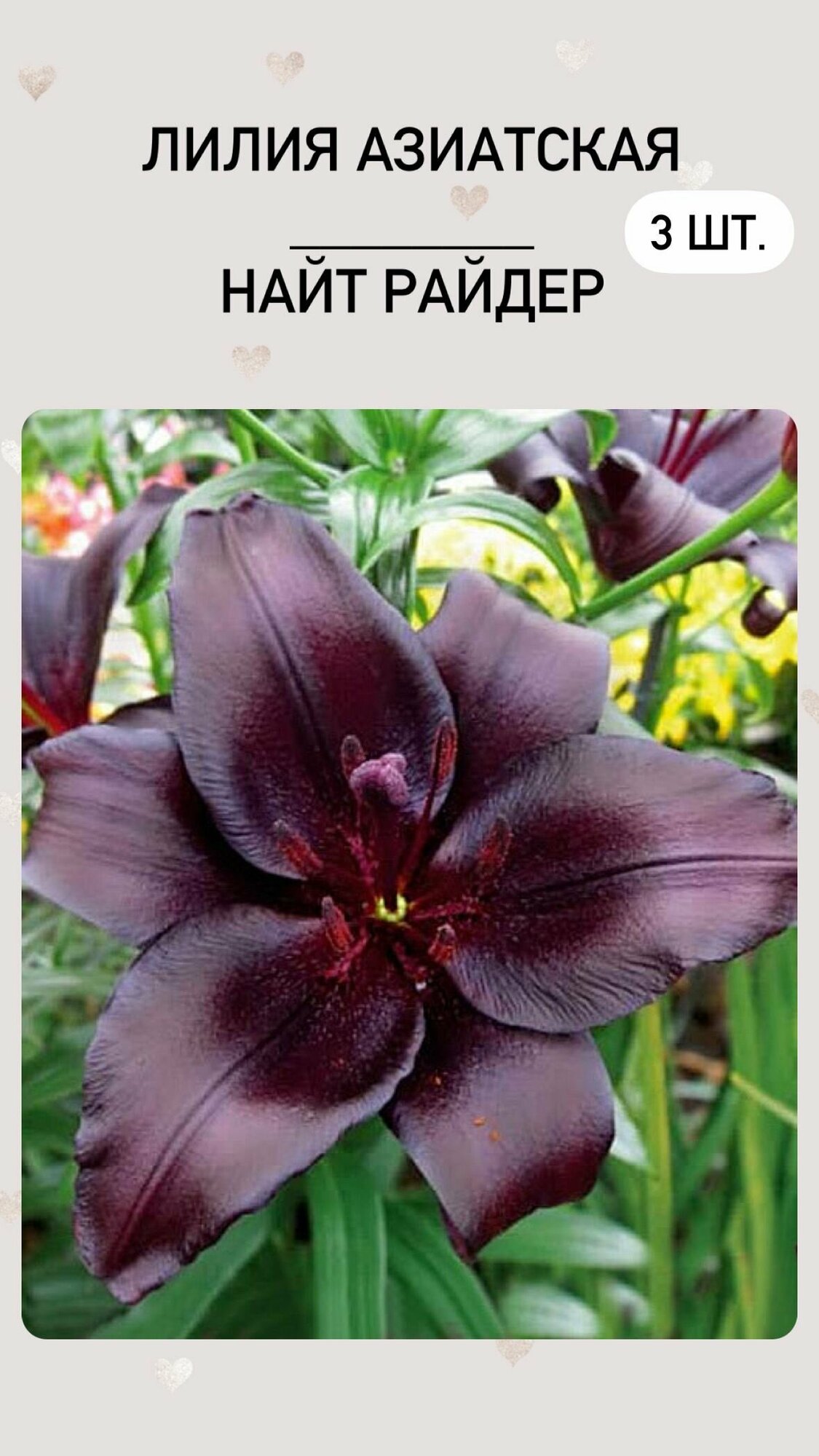 фото Лилия, луковицы многолетних цветов