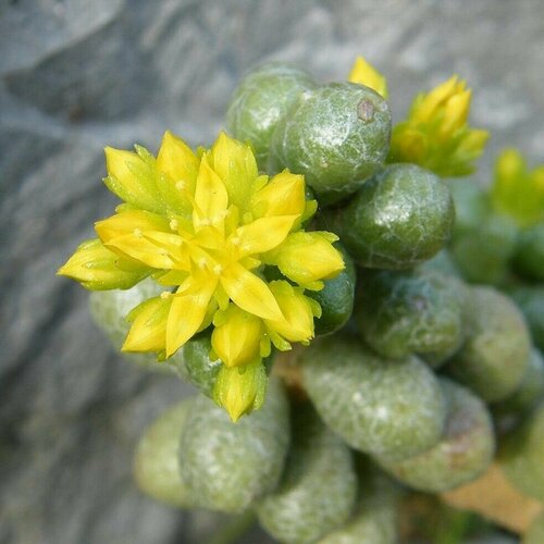 Седум Эрнандеса (Sedum Hernandezii) D8,5см