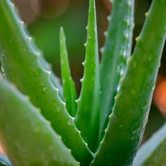 Алоэ Вера (Aloe vera) D5см