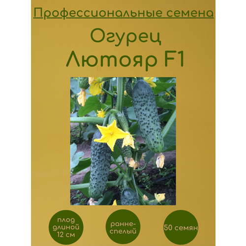 Огурец Лютояр F1 50 семян
