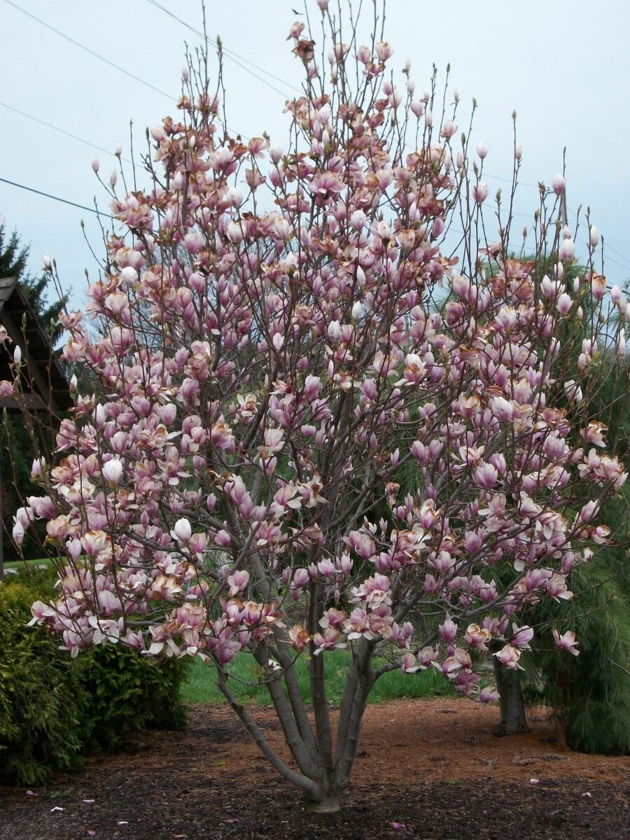 Семена Магнолия Суланжа (Magnolia soulangeana) 5 штук