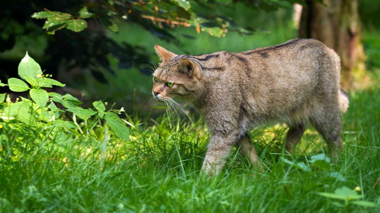 Какие бывают дикие коты в природе фото Лесной кот - купить по низкой цене на Яндекс Маркете