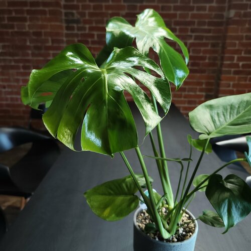 Комнатное растение Монстера живая в керамическом горшке