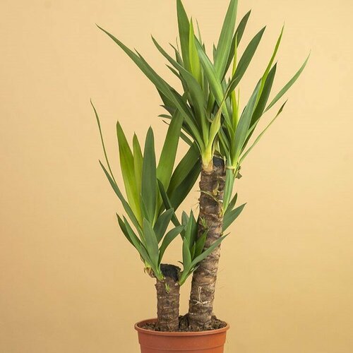Юкка домашняя, пальма для дома, 17x70