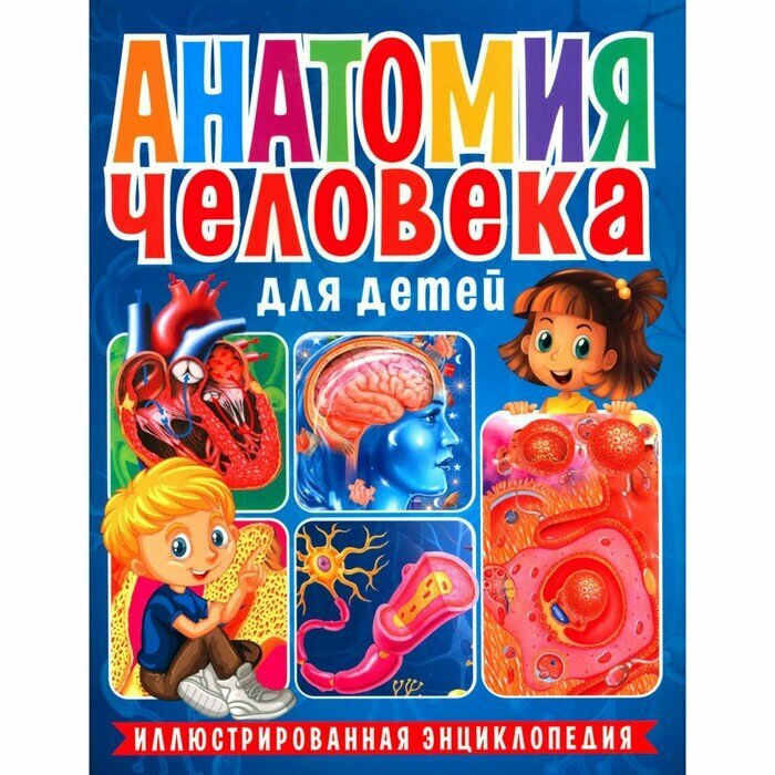 Анатомия человека для детей. Иллюстрированная энциклопедия - фото №3