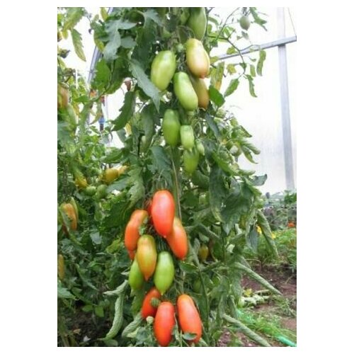 Коллекционные семена томата Красавчик