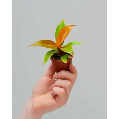 Филодендрон Принц Оранж, или Оранжевый Принц (Philodendron Orange) D6см