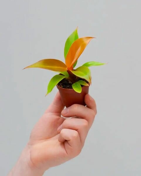 Филодендрон Принц Оранж или Оранжевый Принц (Philodendron Orange) D6см