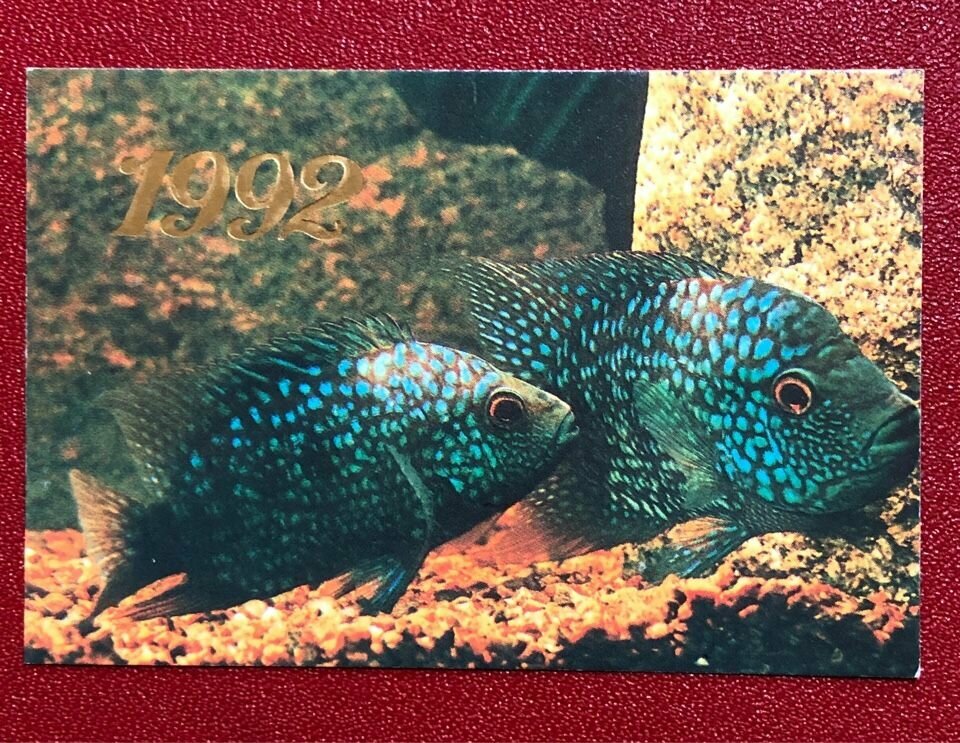 Календарик карманный СССР Рыбки Бриллиантовая цихлазома 1992 год #3