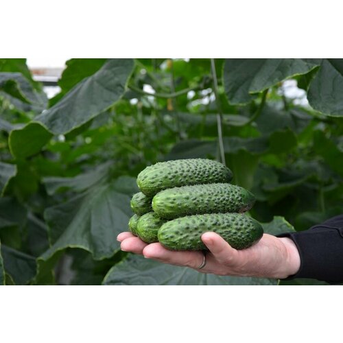 Семена огурца СВ 4097 ЦВ F1 25 шт, Seminis