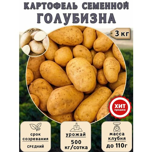Клубни картофеля на посадку Голубизна (суперэлита) 3 кг Средний