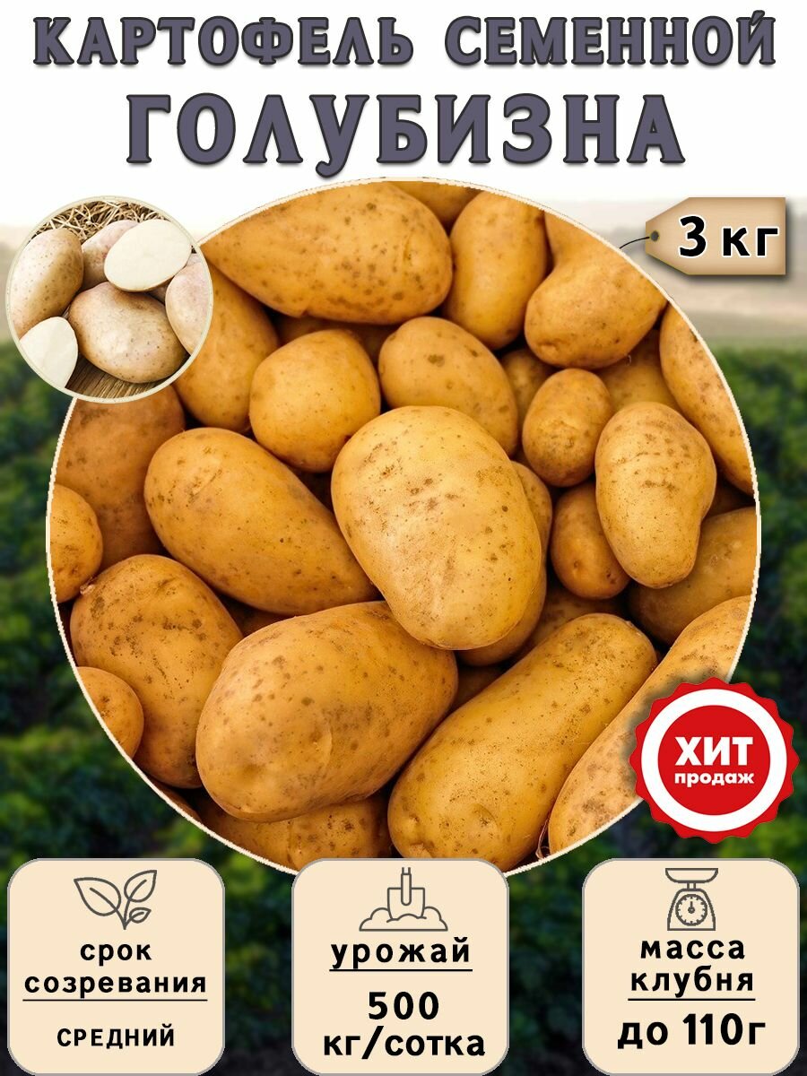 Клубни картофеля на посадку Голубизна (суперэлита) 3 кг Средний - фотография № 1