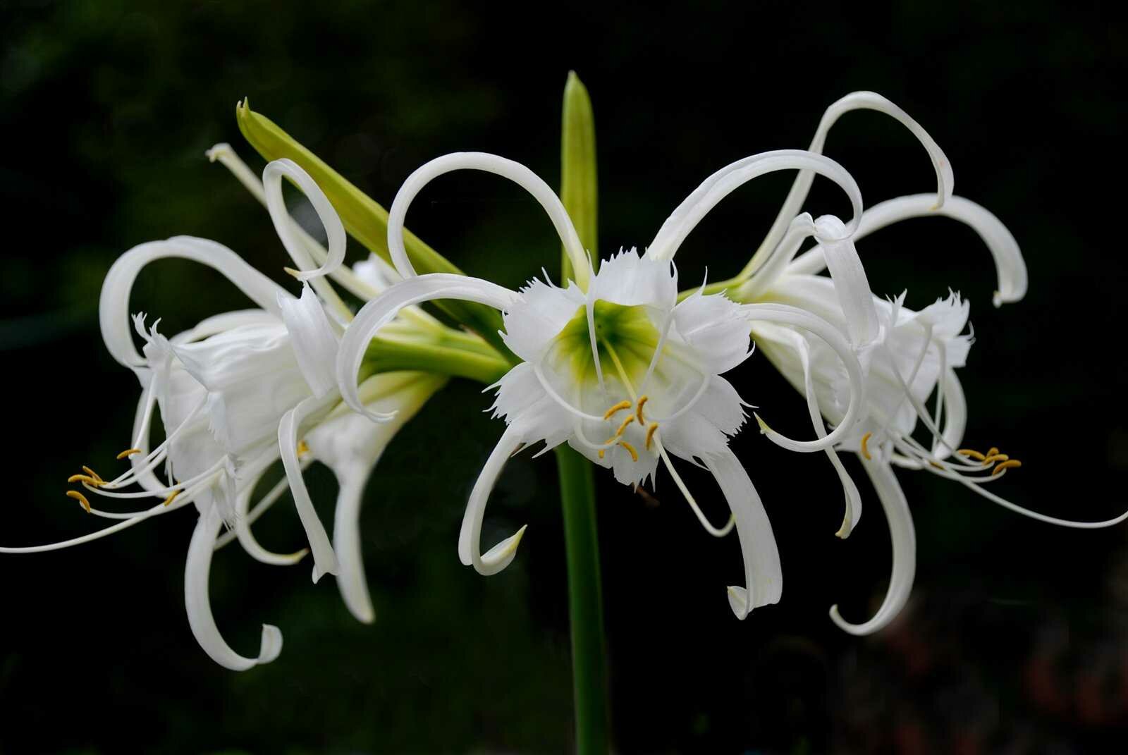 Исмена (Hymenocallis) сорт "Festalis" крупная луковицы 1 шт. - фотография № 3