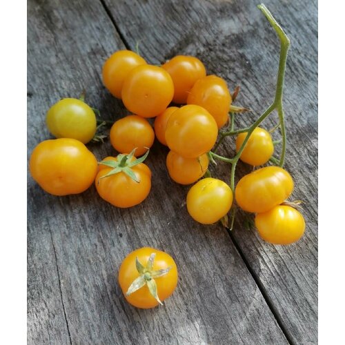 Томат Бундевиче (лат. Solanum lycopersicum) Семена 10шт + подарок