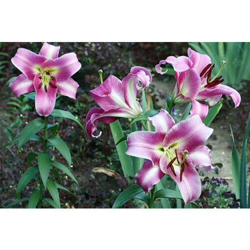 Луковицы Лилия ОТ-гибрид Пёпл Леди ( 2 шт. в упаковке )