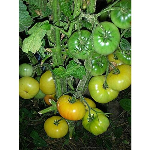 Коллекционные семена томата Гном Египет Жёлтый