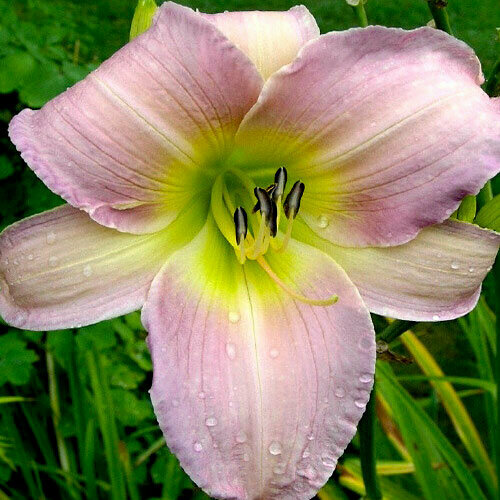 Лилейник Катерина Вудбери, 1 корень