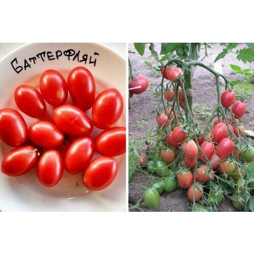 Коллекционные семена томата Батерфляй
