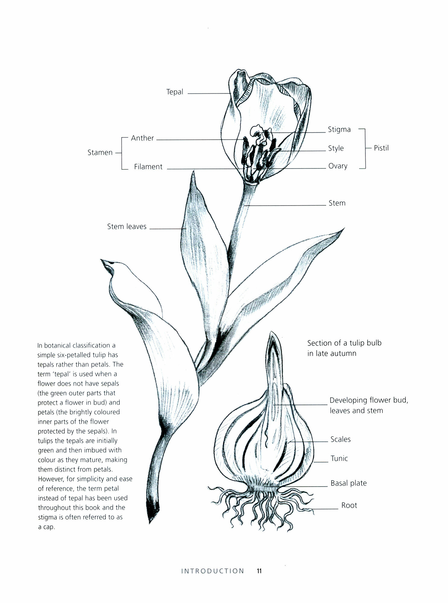 Tulips. Beautiful varieties for home and garden / Eastoe Jane / Книга на Английском - фото №3