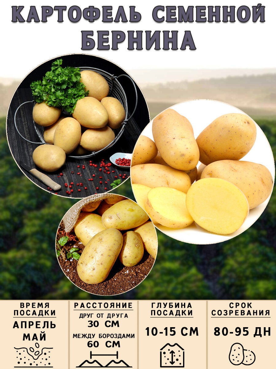 Картофель семенной на посадку Бернина (суперэлита) 1 кг Среднеранний - фотография № 3