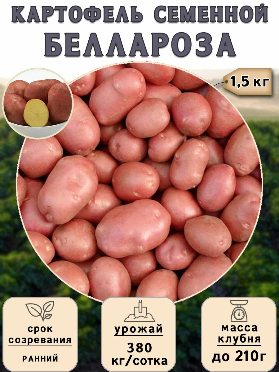 Клубни картофеля на посадку Беллароза (суперэлита) 1,5 кг Ранний - фотография № 1