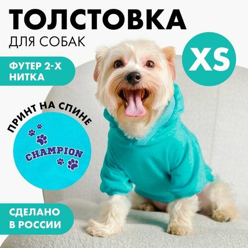 низкие кроссовки champion champion bold xs черный Толстовка Champion для собак (футер), размер XS (ДС 18, ОШ 28-30, ОГ 38-40), голубая